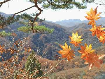 2004新澳门天天开好彩大全一,香港澳门开奖结果记录历史,移动＼电信＼联通 通用版：网页版v582.668